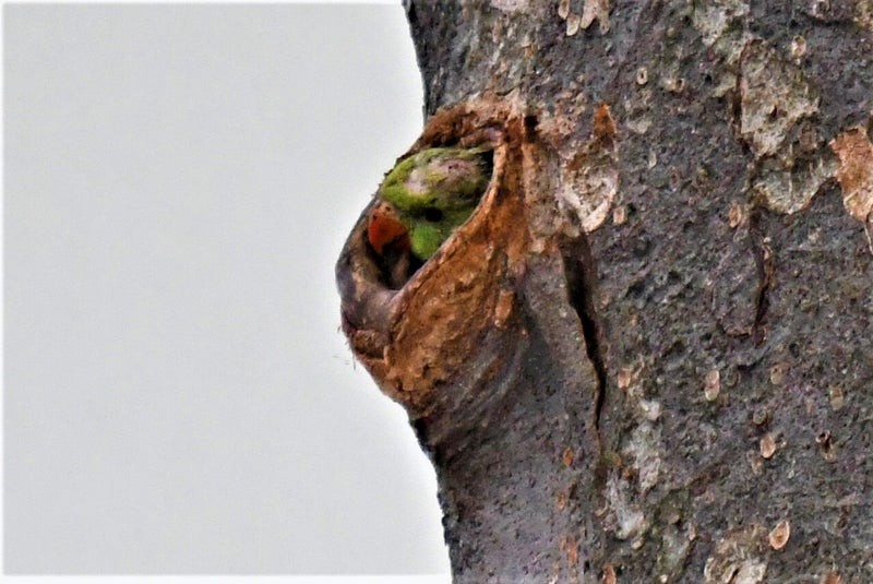 Rose-ringed Parakeet - ML646175093
