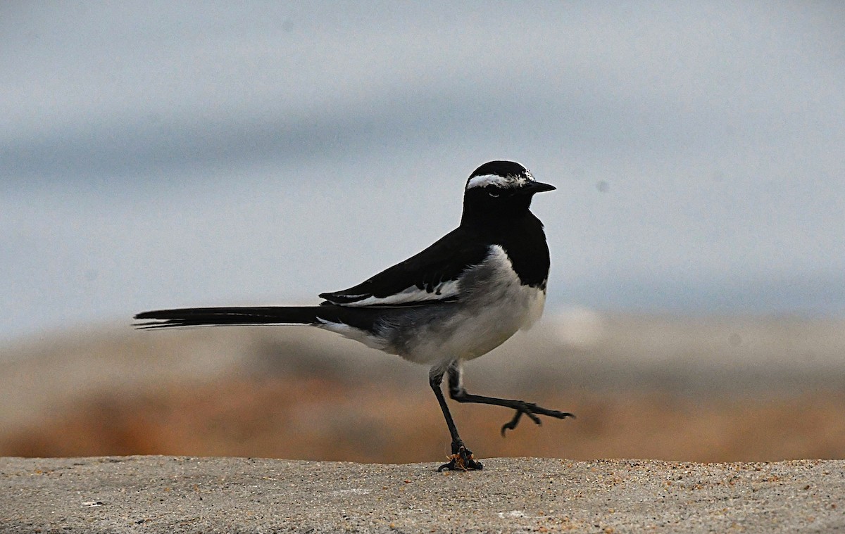White-browed Wagtail - ML646175097