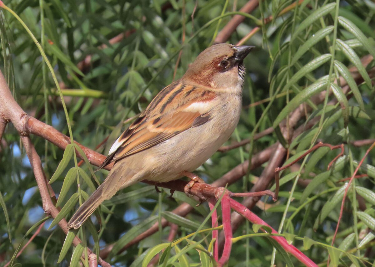 Haussperling - ML646175116