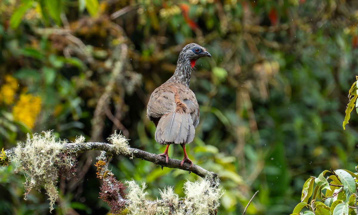 Andenguan - ML646175119