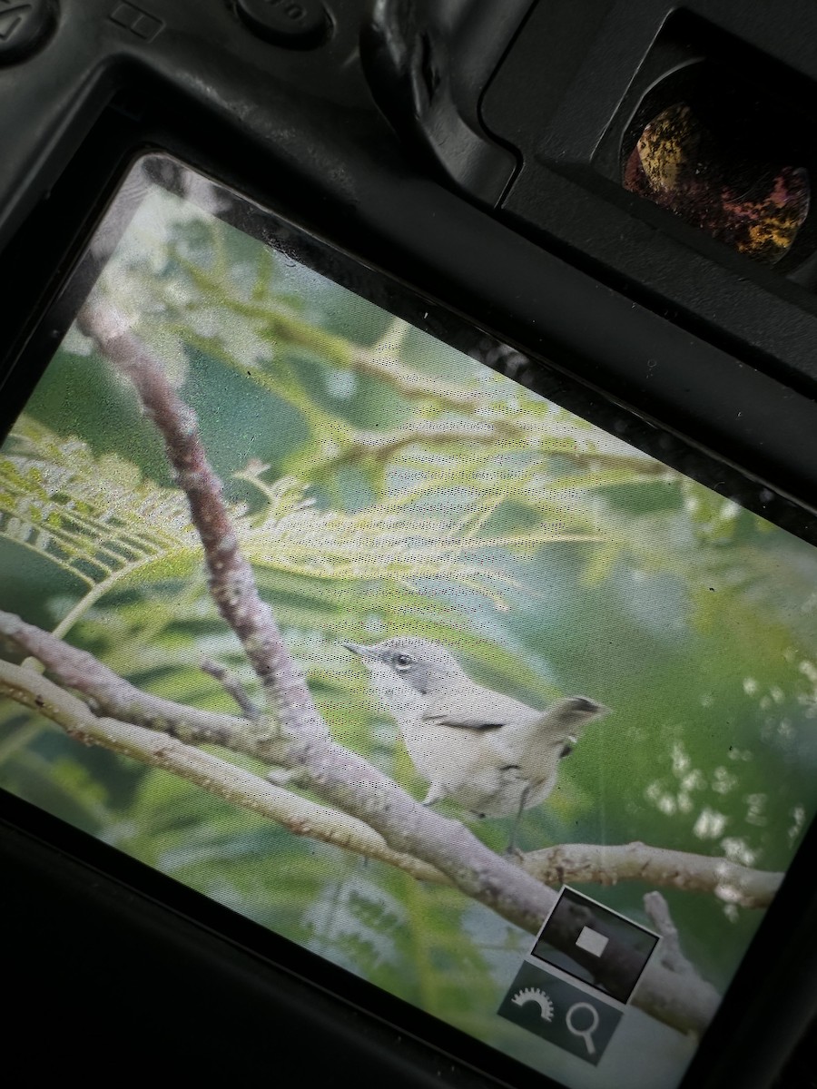 Lesser Whitethroat - ML646175120