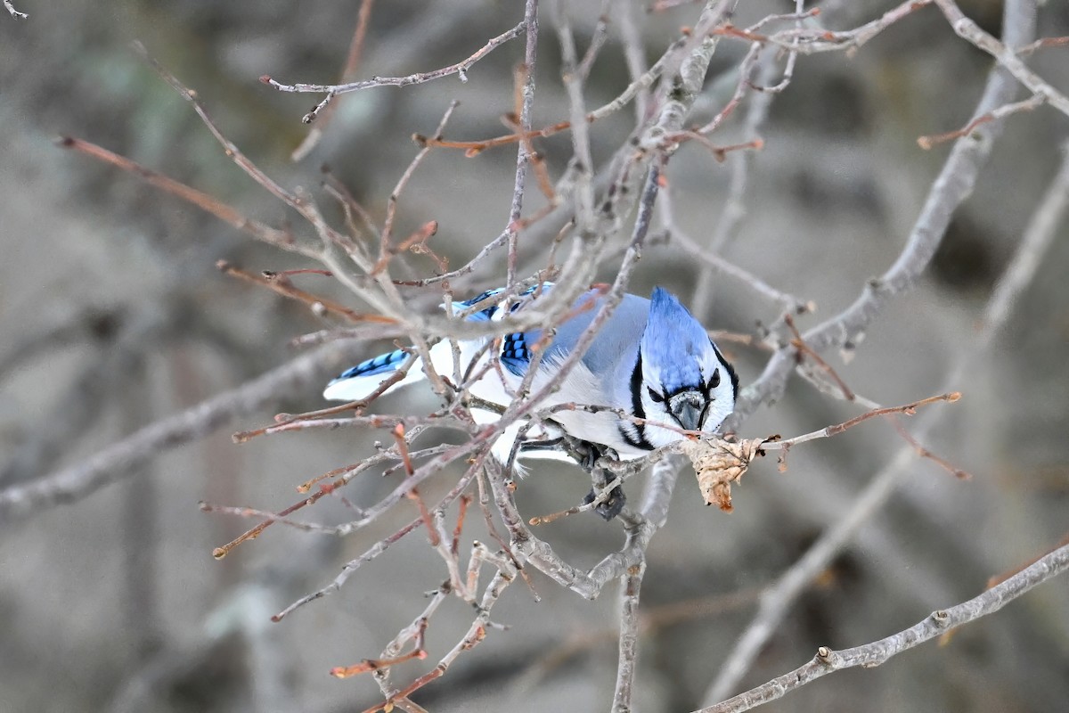 Blauhäher - ML646175122