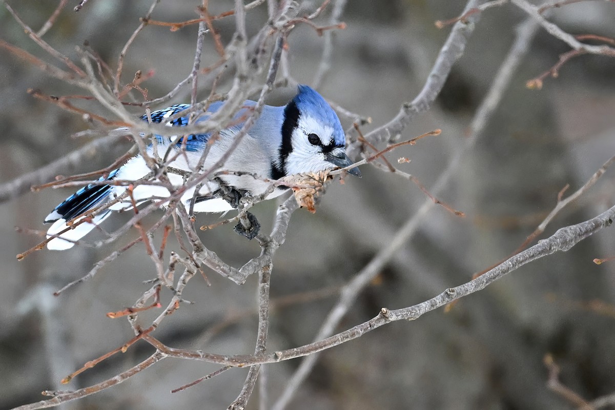 Blauhäher - ML646175123