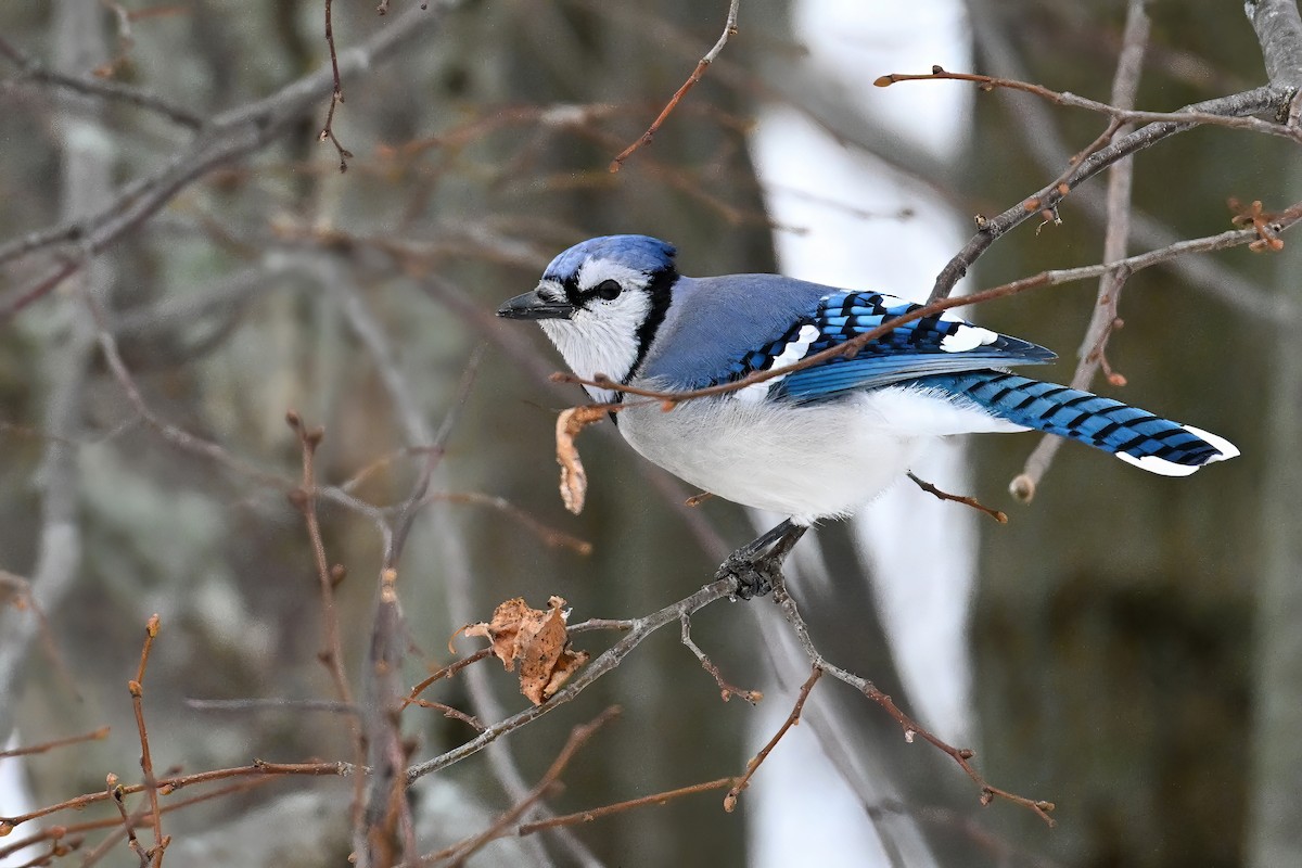 Blauhäher - ML646175124