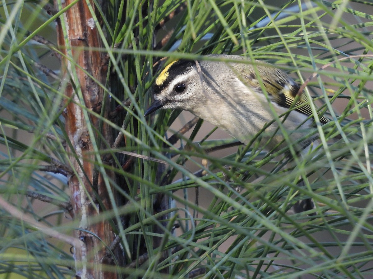 Indianergoldhähnchen - ML646175125