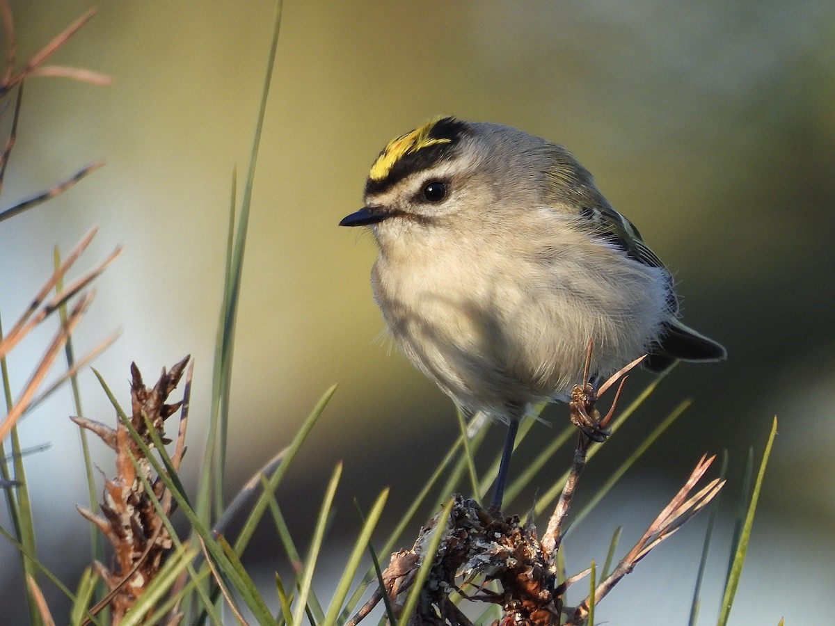 Indianergoldhähnchen - ML646175129