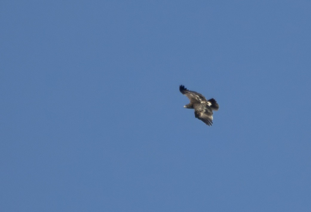 Schelladler - ML646175131