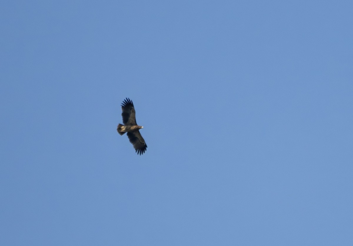 Schelladler - ML646175132