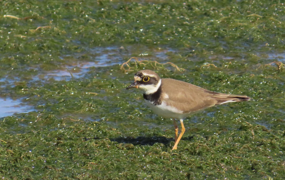 Flussregenpfeifer - ML646175134