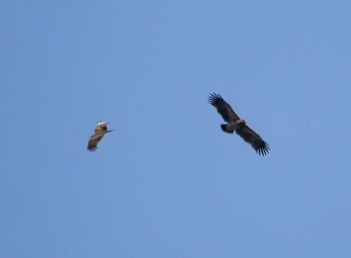 Schelladler - ML646175135