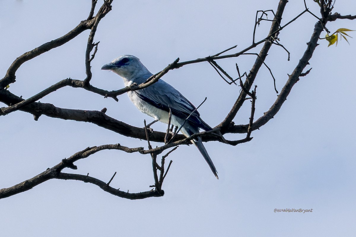 Oriental Cuckooshrike - ML646175136