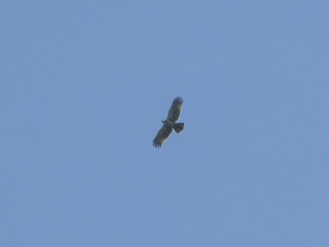 Habichtsadler - ML646175138