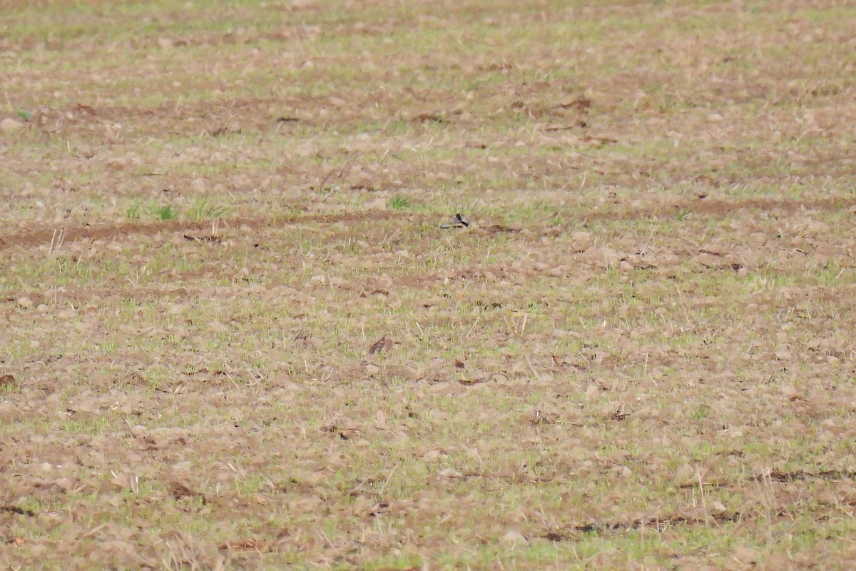 Merlin - ML646175139