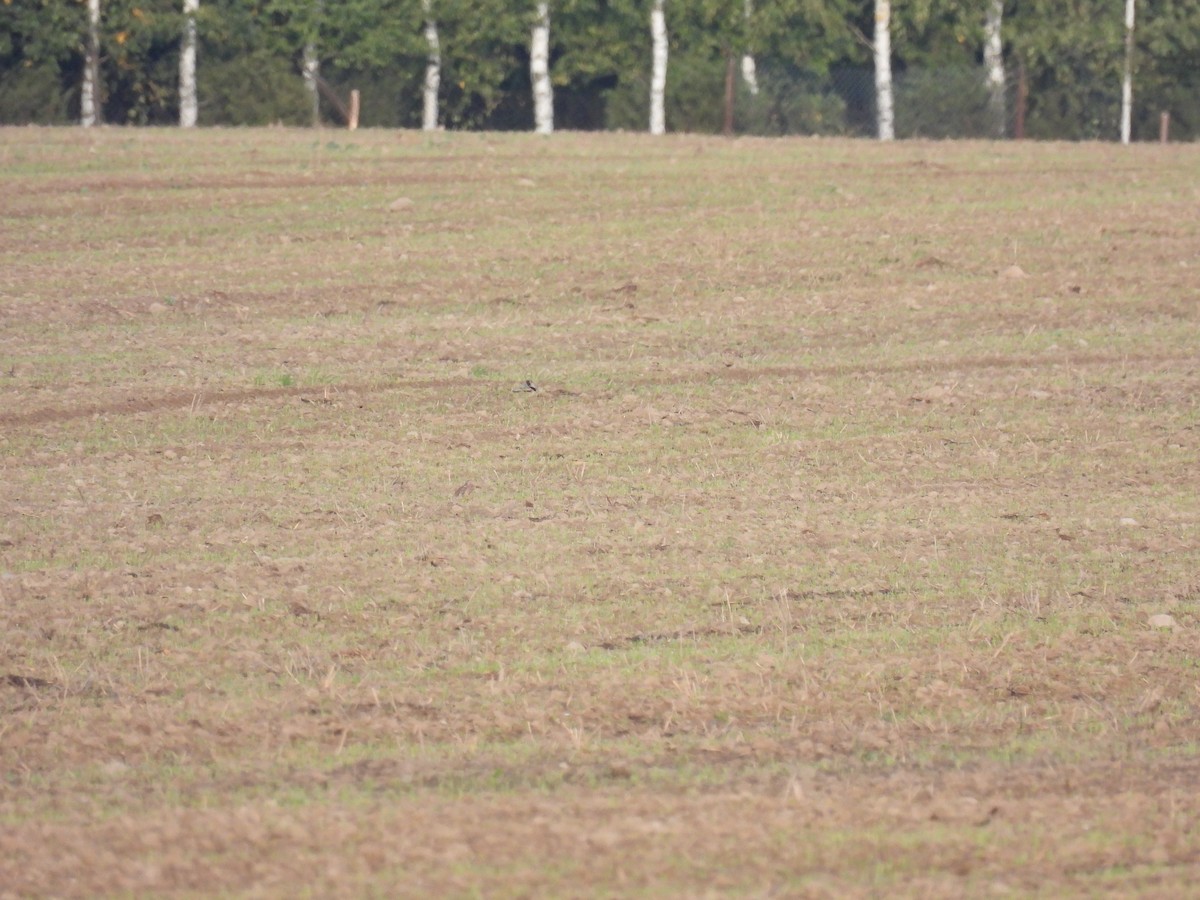 Merlin - ML646175140