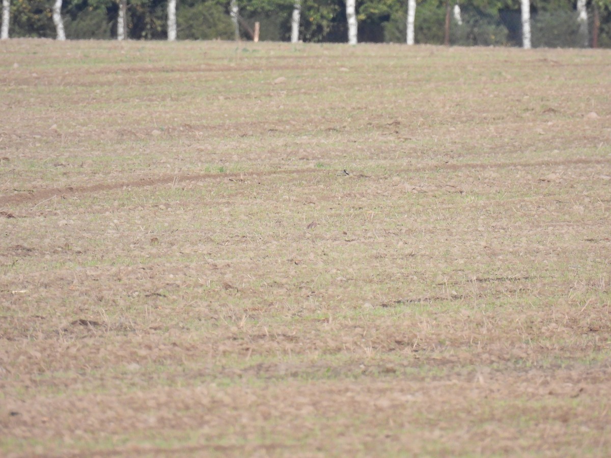 Merlin - ML646175141