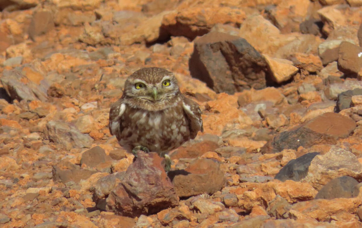 Steinkauz - ML646175143