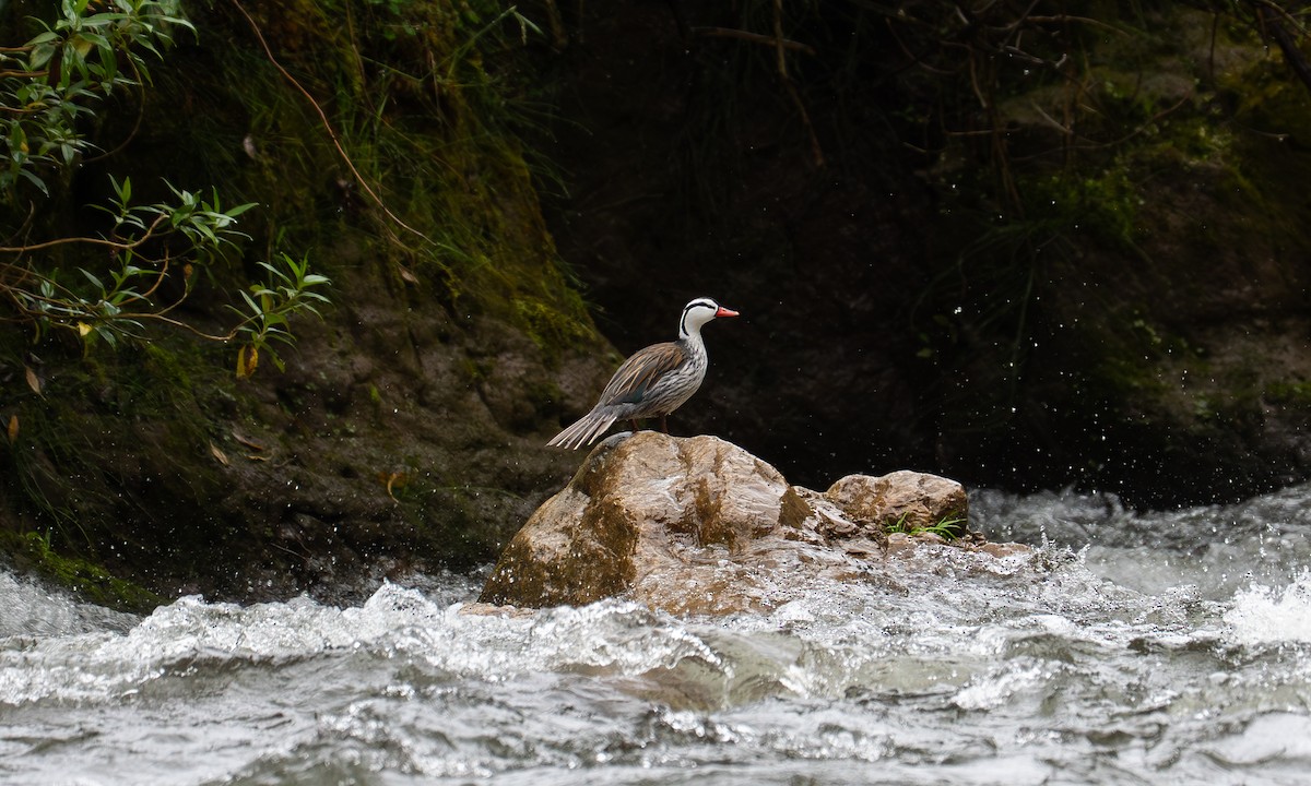 Sturzbachente - ML646175147