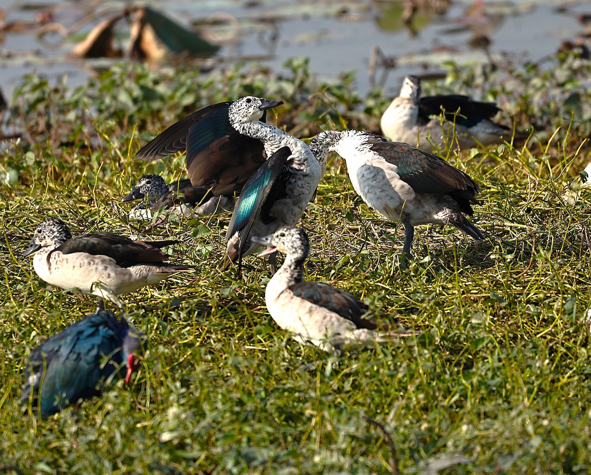 Glanzente - ML646175151