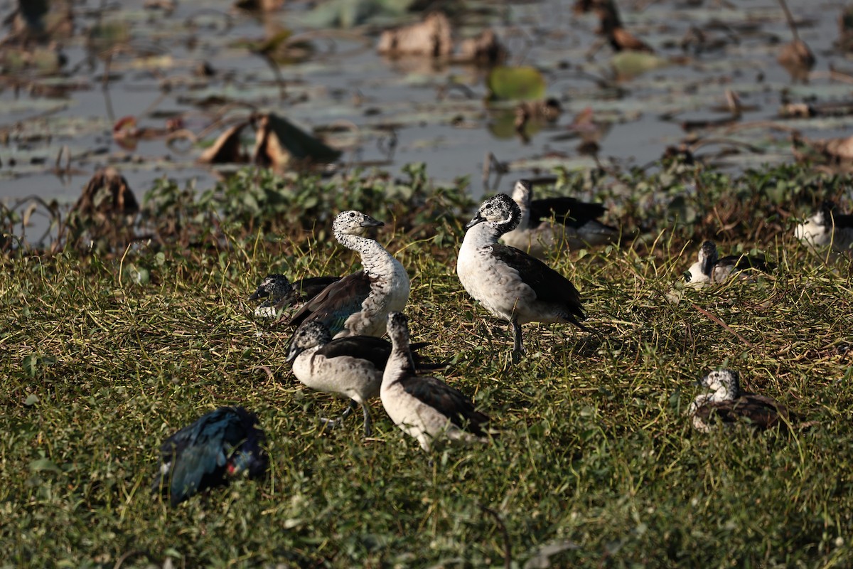 Glanzente - ML646175152