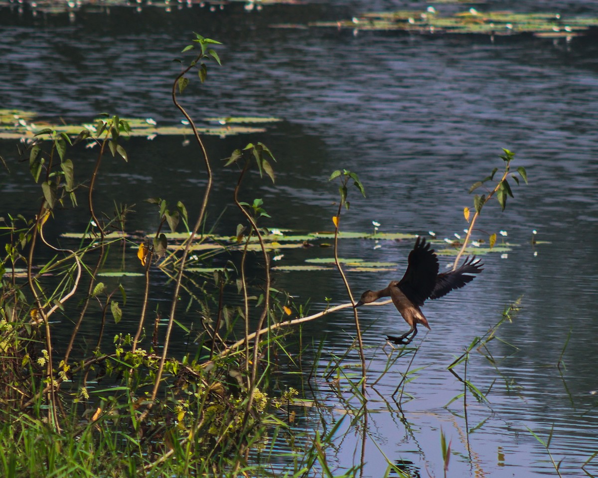 Javapfeifgans - ML646175155