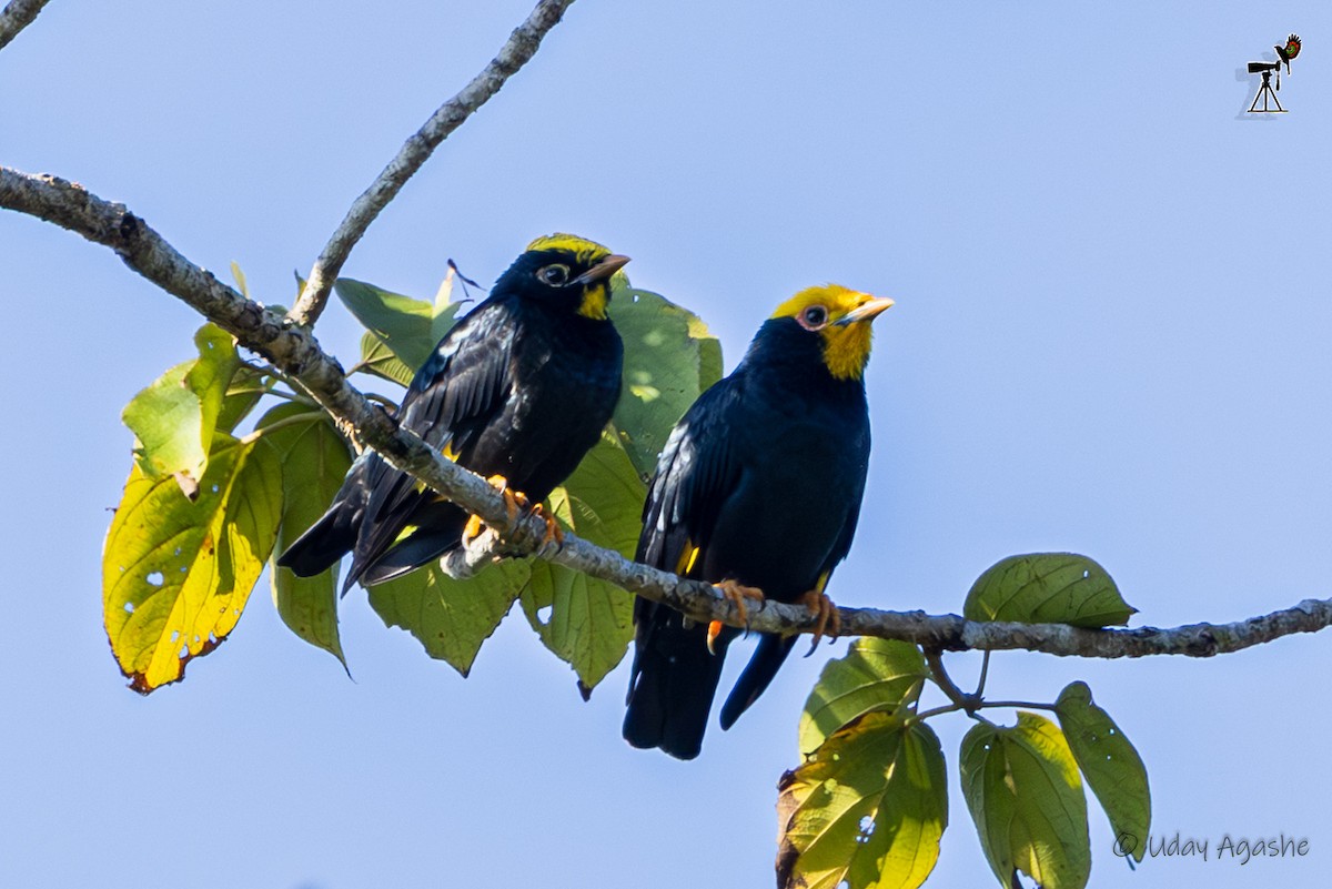 Kronenatzel - ML646175157