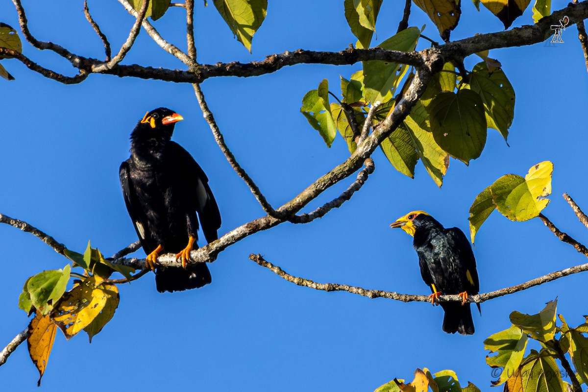 Kronenatzel - ML646175158