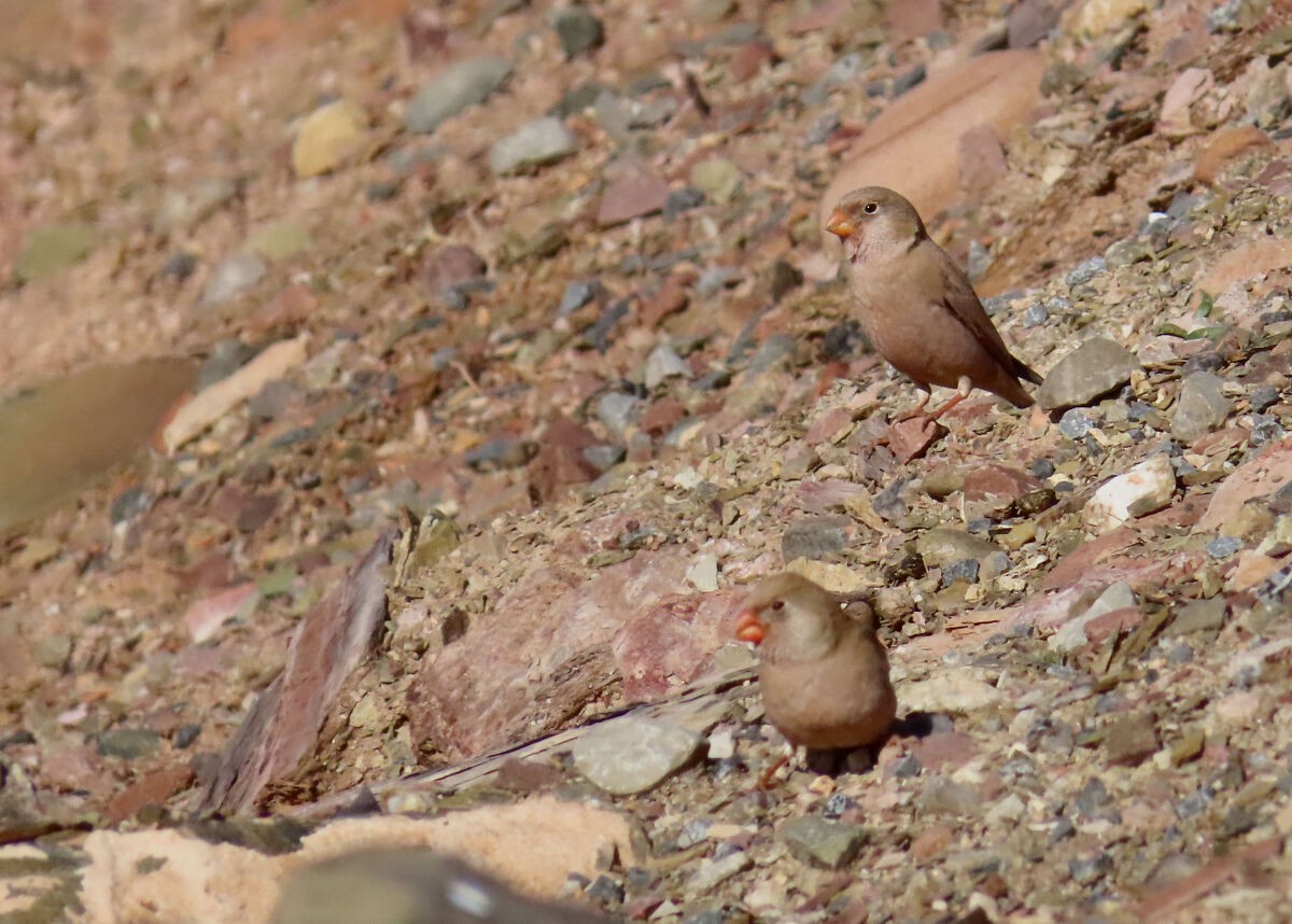 Wüstengimpel - ML646175159