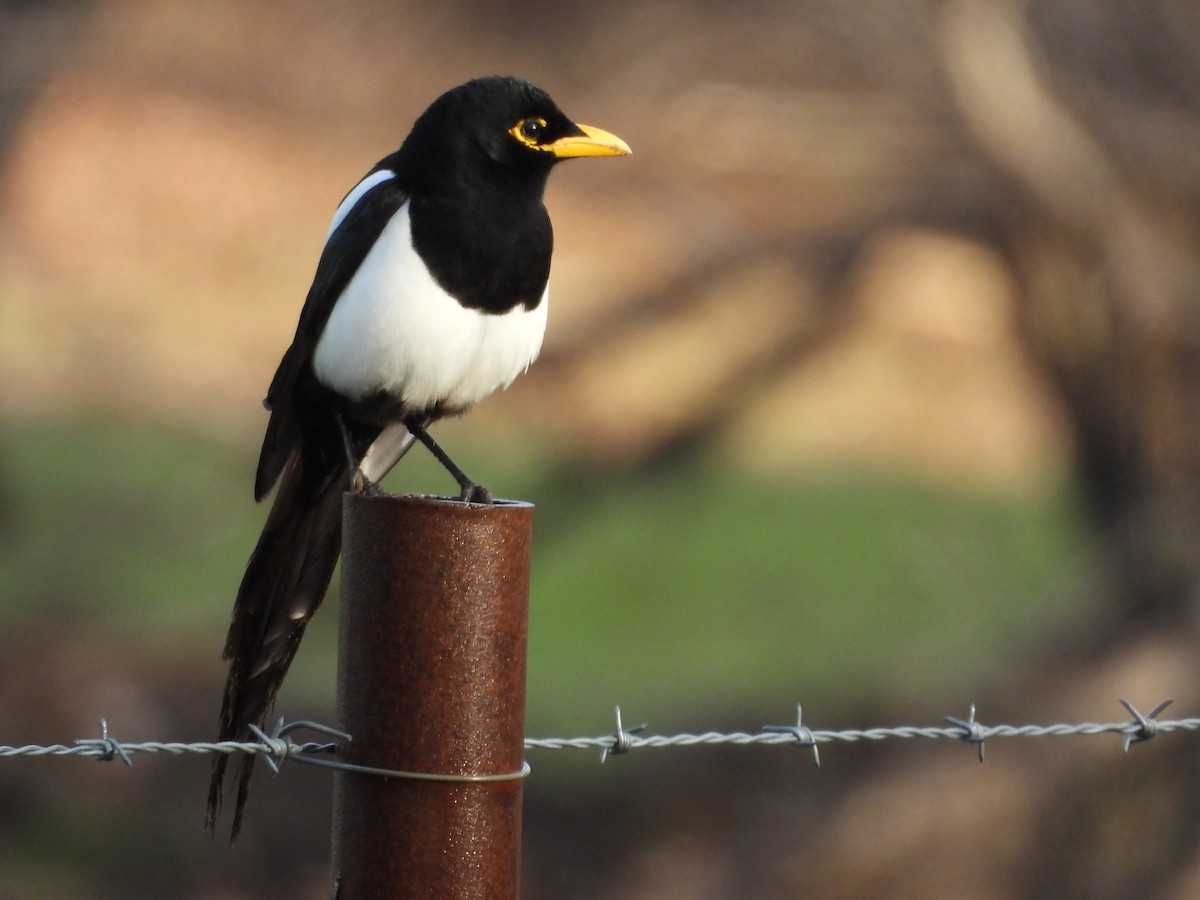 Gelbschnabelelster - ML646175161