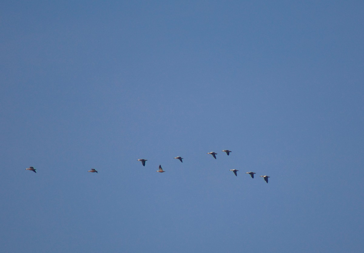 Ruddy Shelduck - ML646175162