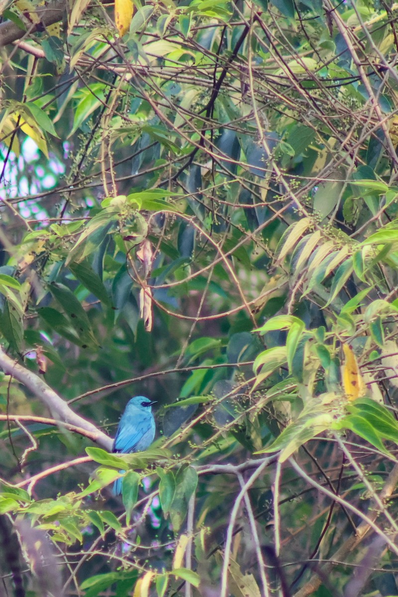 Verditer Flycatcher - ML646175172