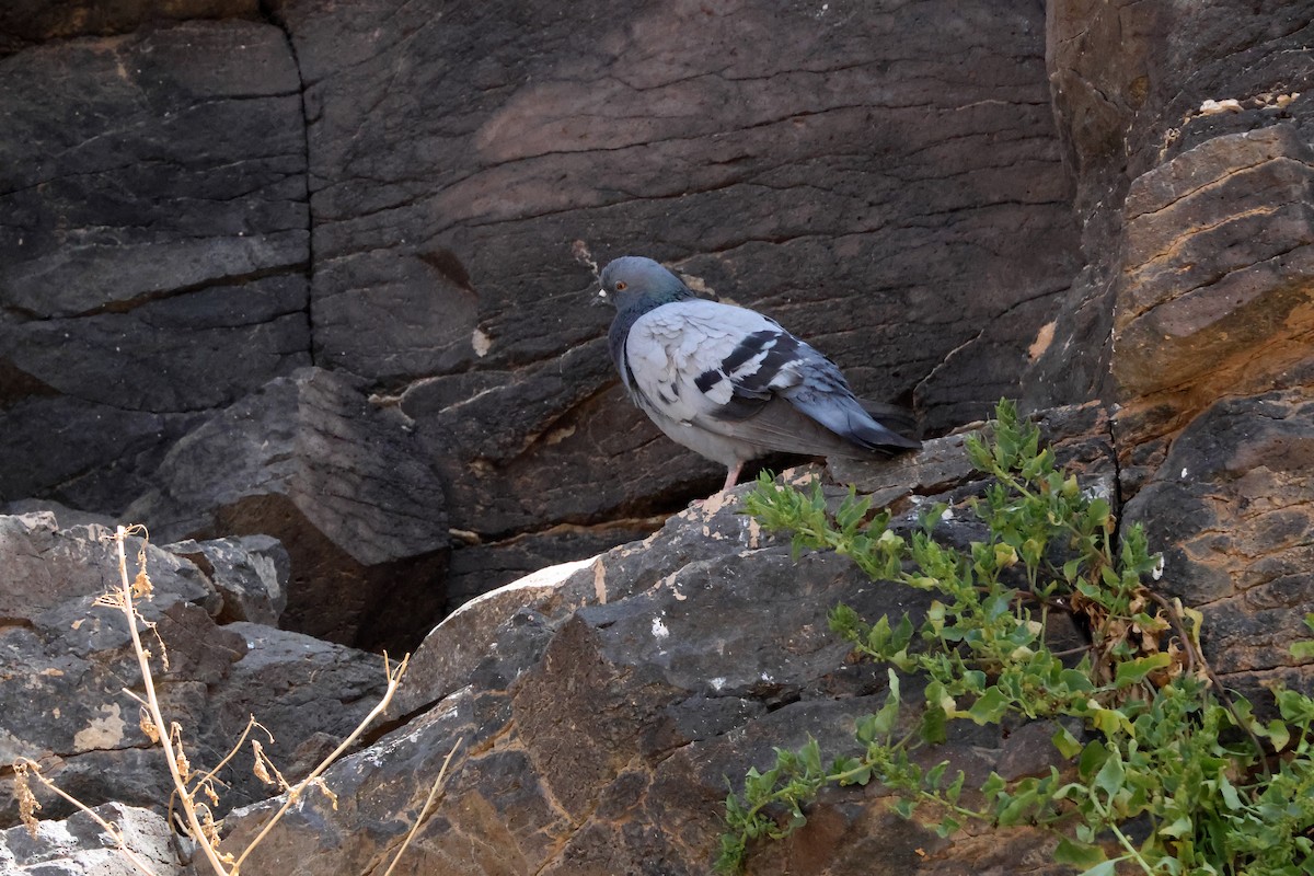 Rock Pigeon (Feral Pigeon) - ML646175173