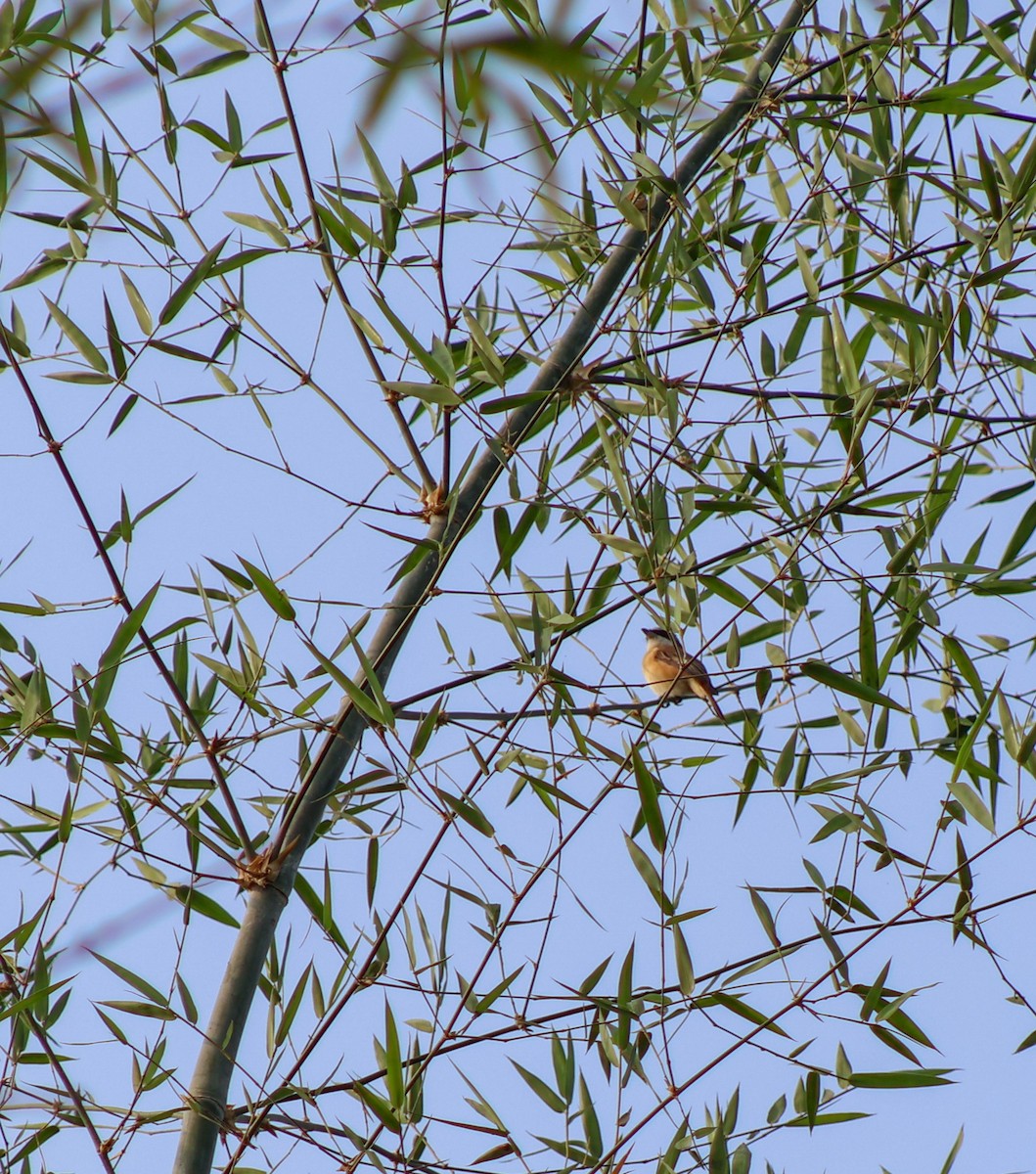 Brown Shrike - ML646175182