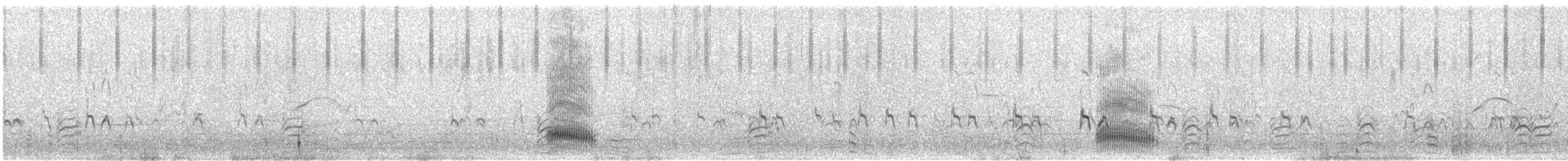 australmåke (novaehollandiae/forsteri) - ML646175199
