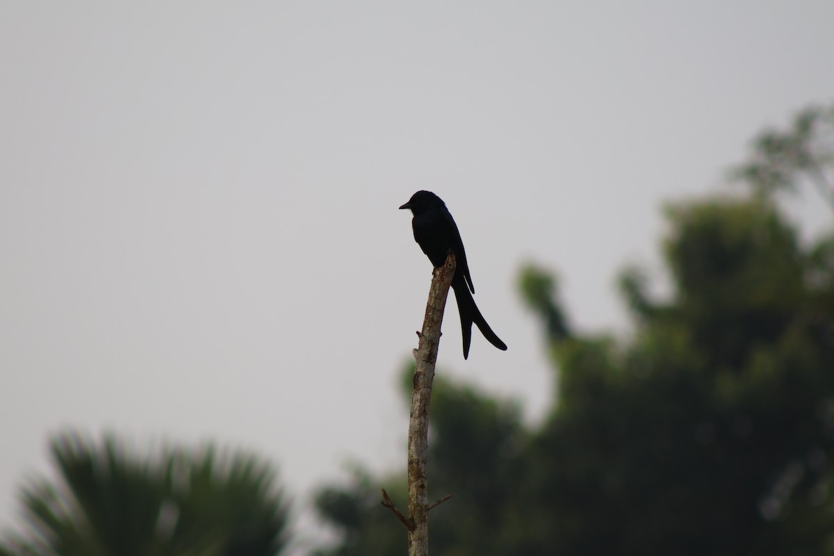 Black Drongo - ML646175201