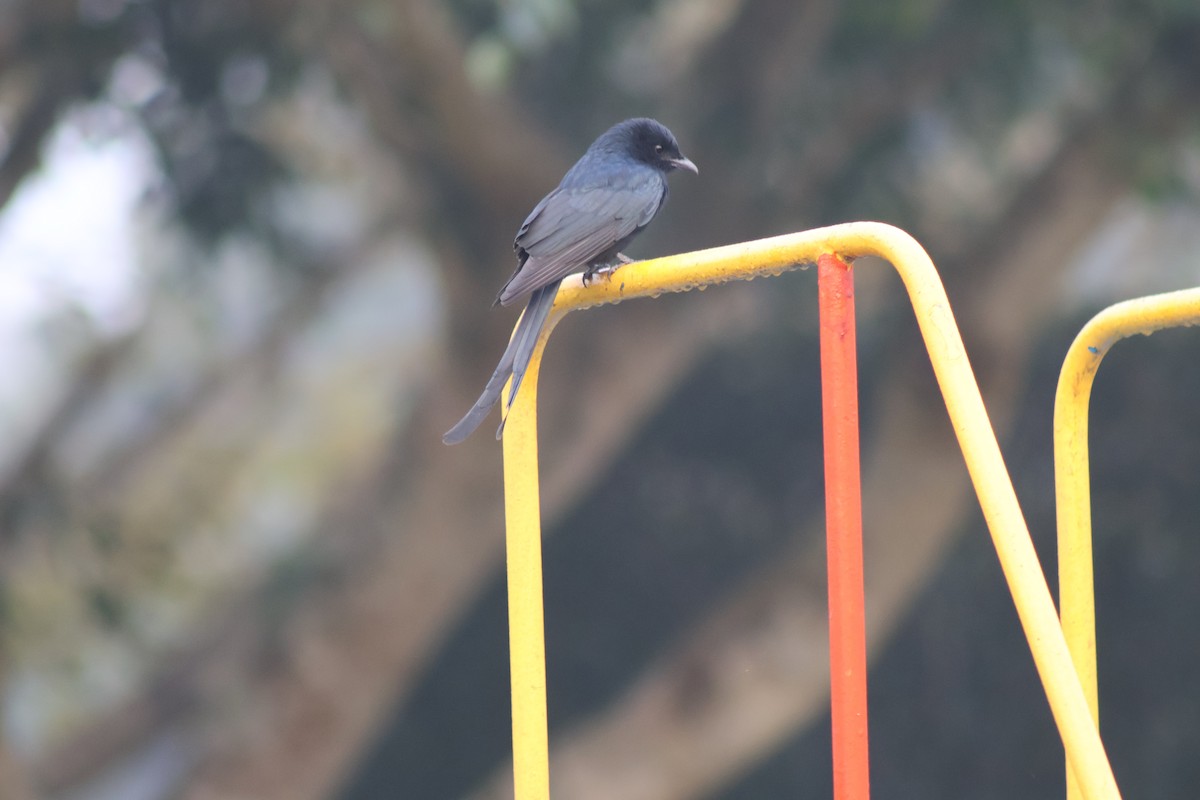 Black Drongo - ML646175202