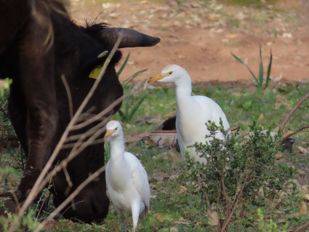 Airone guardabuoi - ML646175212