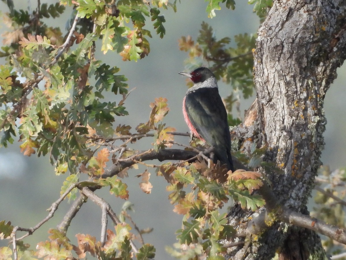 Lewis's Woodpecker - ML646175214