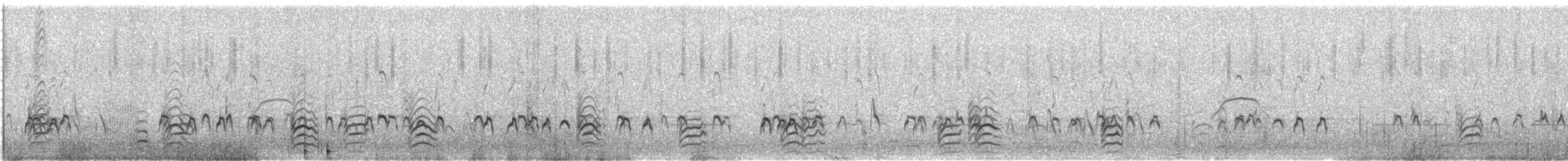 Pied Stilt - ML646175215