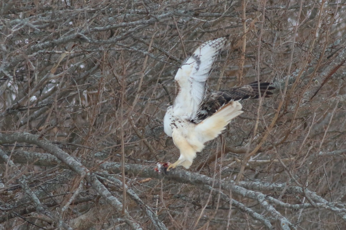 Poiana codarossa - ML646175216