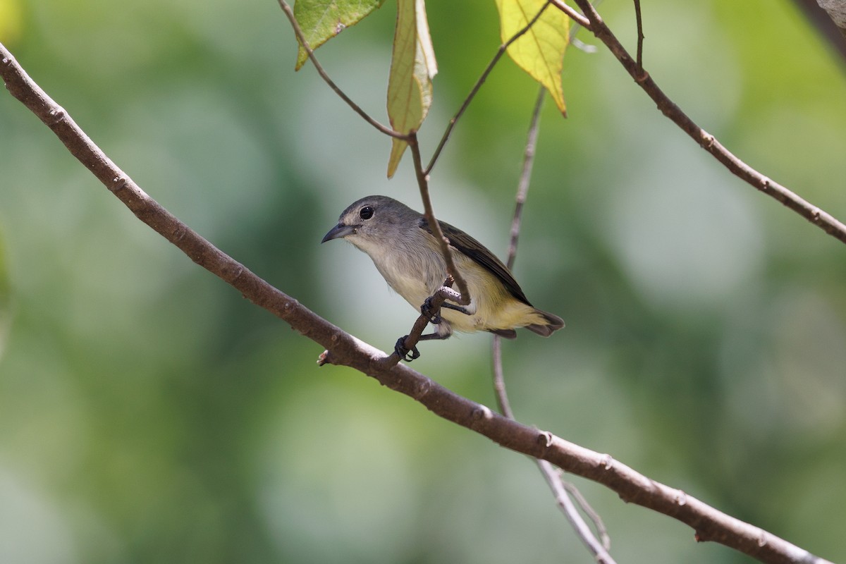 Pygmy Flowerpecker - ML646175217