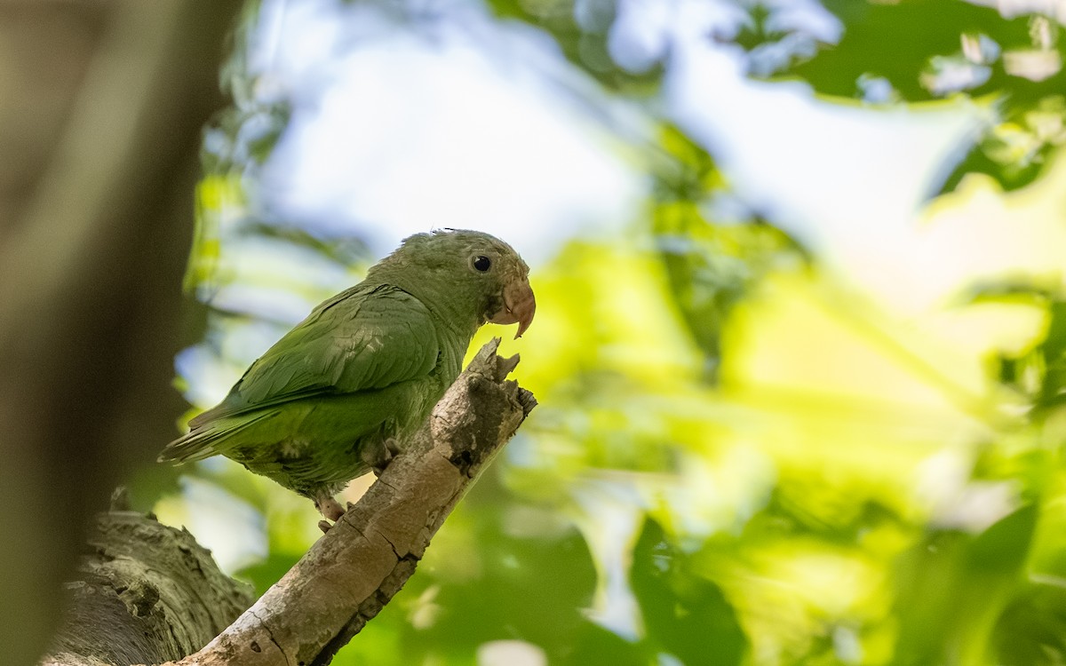 Cobalt-winged Parakeet - ML646175218