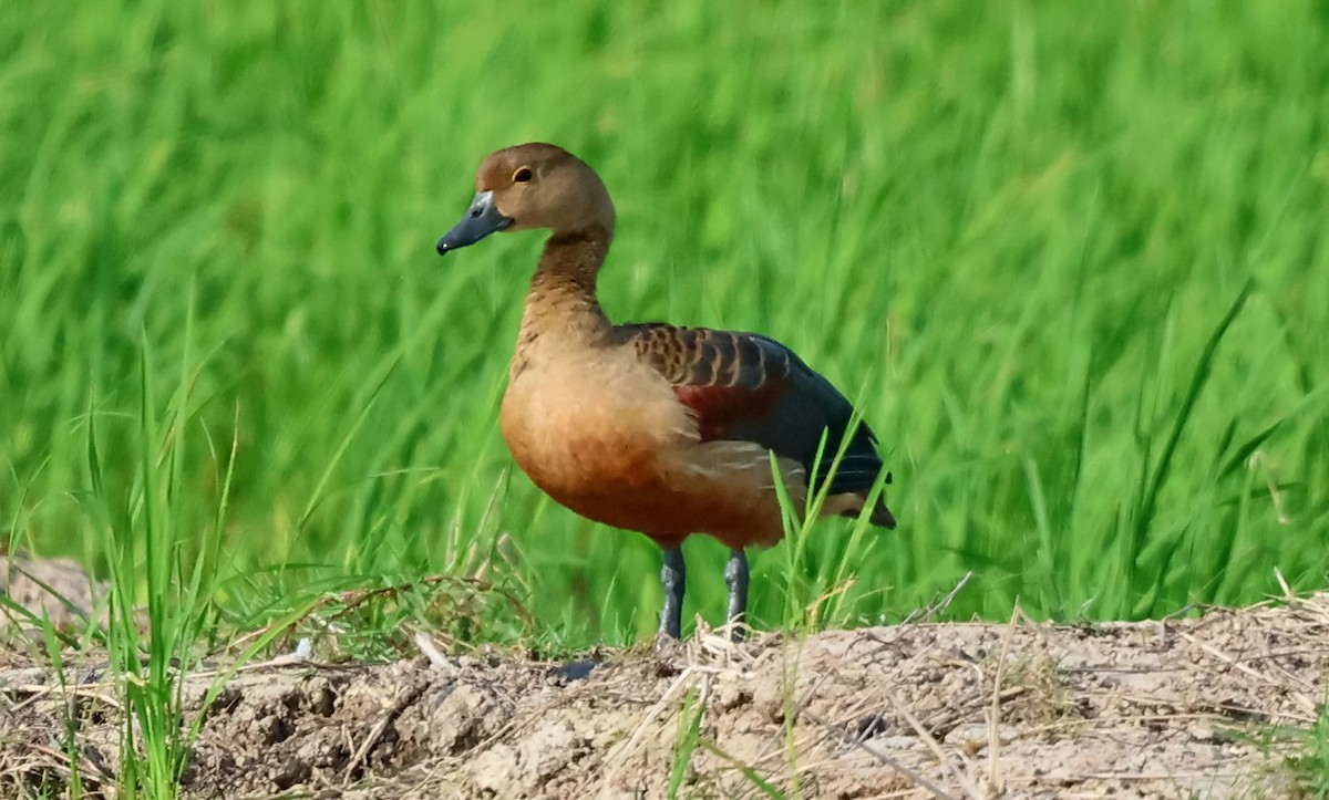 Lesser Whistling-Duck - ML646175224