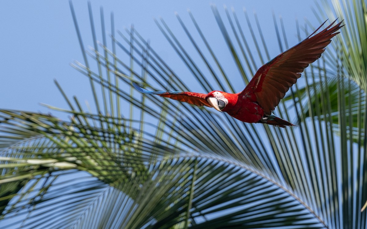 Scarlet Macaw - ML646175229