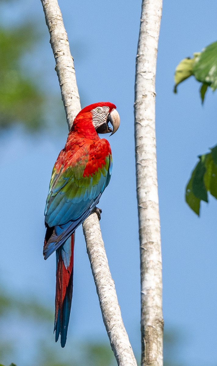 Red-and-green Macaw - ML646175231