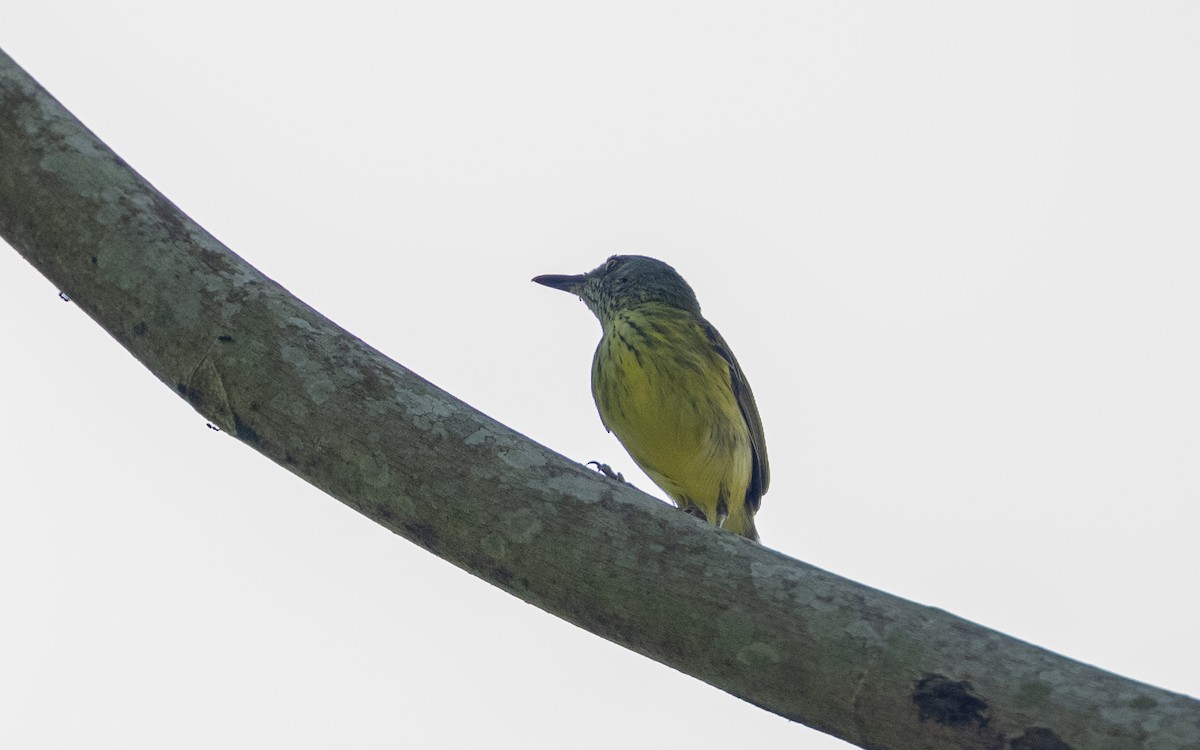 Spotted Tody-Flycatcher - ML646175232