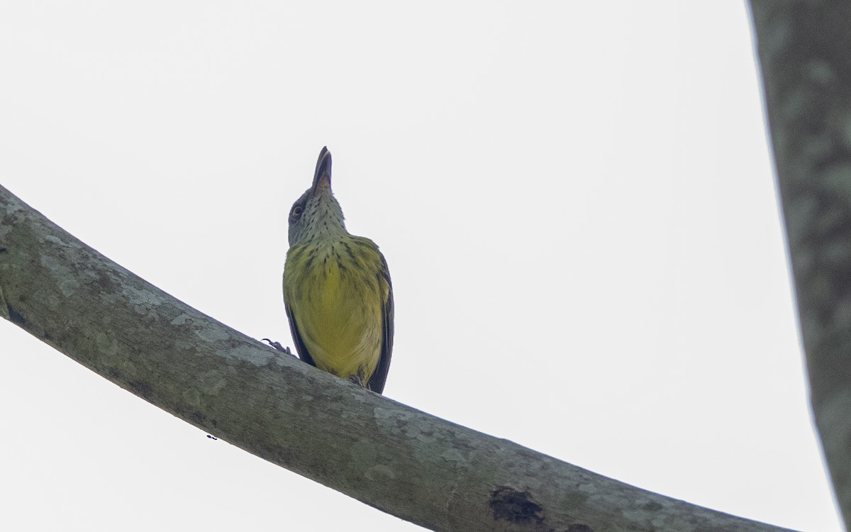 Spotted Tody-Flycatcher - ML646175233