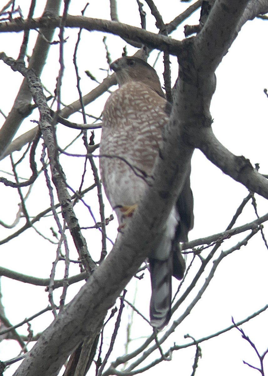 Cooper's Hawk - ML646175235