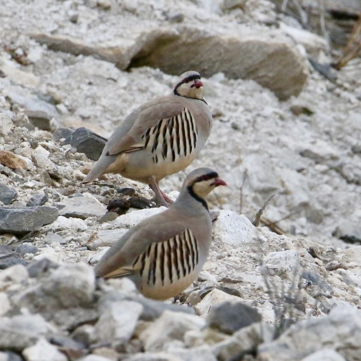 Coturnice orientale - ML646175236