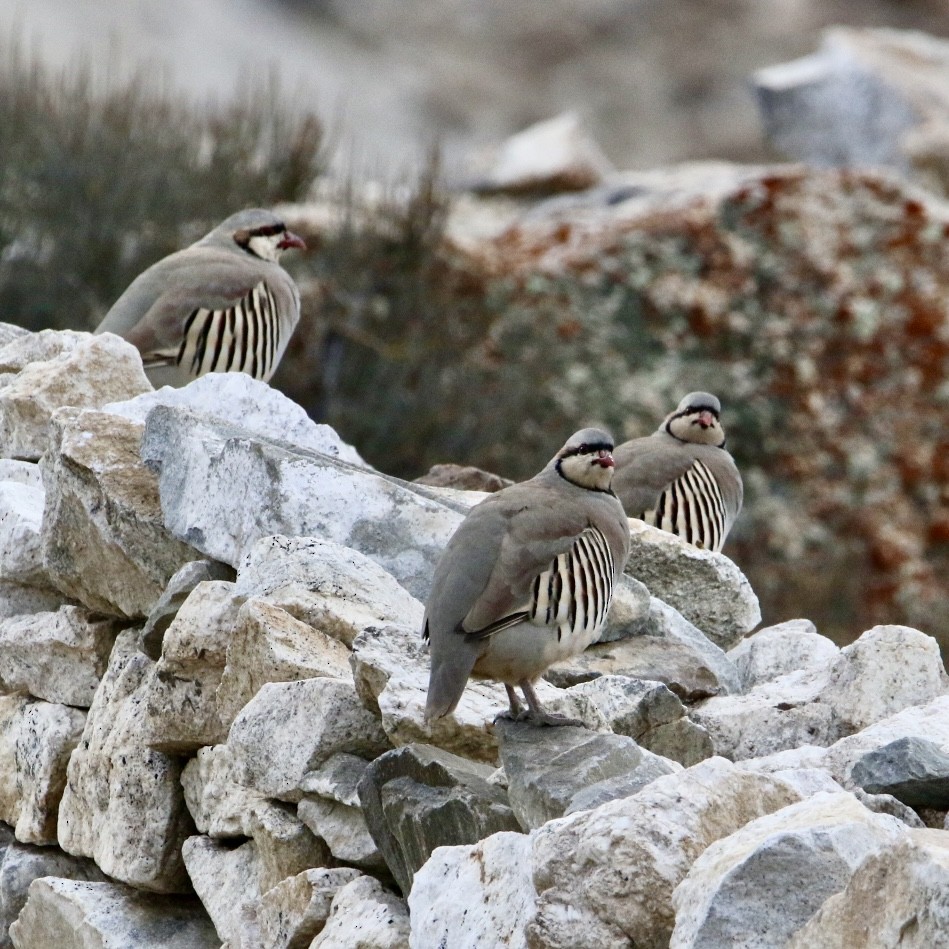 Coturnice orientale - ML646175237