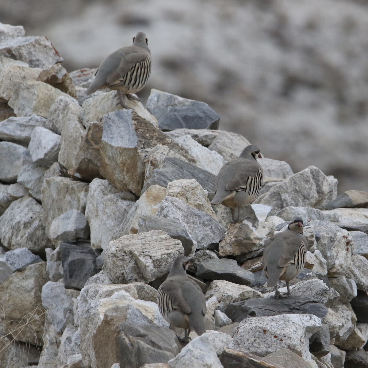 Coturnice orientale - ML646175238